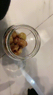 【罗宾】圣水口水咀嚼物罐头强制喂食到哭 bf7535