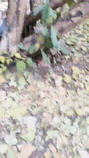 【田甜圈】户外双S虐杀偷拍狂【三视角版】 bf24057_3