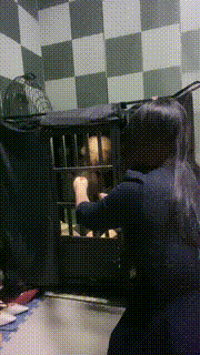 【盈盈】捆绑堵嘴囚禁狗 bf19980