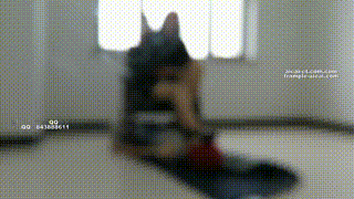 超模天星女主办公室虐脚踏贱狗！