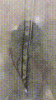 【樱子大人】磕头求圣水闻舔运动鞋白袜裸足 bf32201