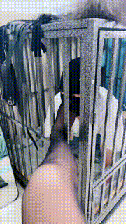 【木子大大】黑丝jio玩狗笼贱奴 JS23091870