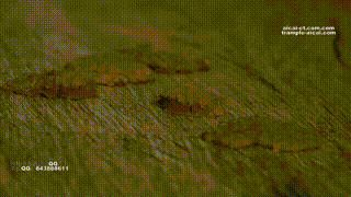 喝美女原味洗脚水