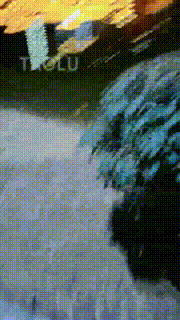 【魅影女神】饭后遛遛狗虐虐 bf7601