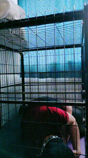 【若澜】圈养狗笼重度虐-高跟踩踏-黑丝脚插嘴捂脸-虐乳 JS23060601