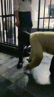 【语阳】御姐刑房鞭打驯马 bf24349