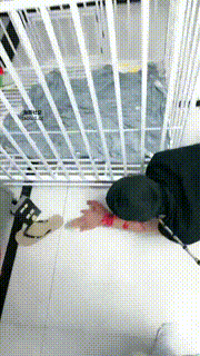 【黛樱】捆绑家奴彻底犬化JS241113-21