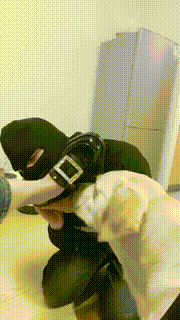 【小布丁S】人不如狗系列(一) bf25069