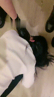 【希希子】双S-卑微母畜伺候双妈咪【双视角版】 bf21655_2