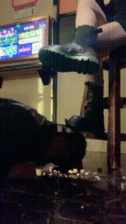 【文文文】素人小姐姐无意识碾压狗 bf9741