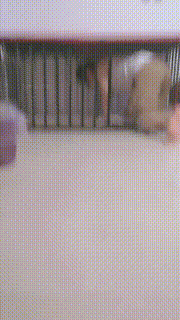 【SMqueenwuhan】肉丝诱惑舔关狗笼踩踏叼高跟 bf31833